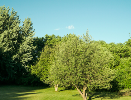 planting trees
