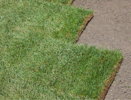 sod vs turf