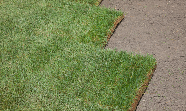 sod vs turf