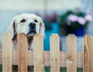 fencing for pets colorado springs