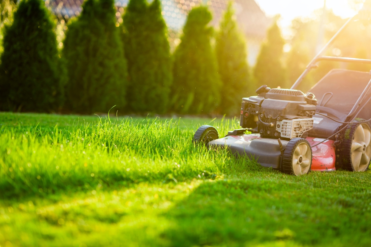low-maintenance lawn colorado springs