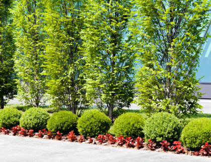 commercial landscaping Colorado Springs